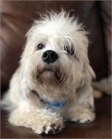 Male-Dandie Dinmont-Intact, Proven, 4 years