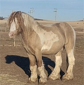 Gelding #1-Gypsy Vanner- 3 years, tested buckskin