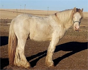 Gelding #2-Gypsy Vanner-Turning 3 years this year