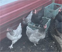 8 Laying Hens- Blue & Black- Starter flock!