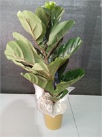 30in Fiddle Leaf Fig Tree