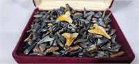 Container of Shark Teeth