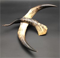 Water Buffalo Horn Crain Sculpture