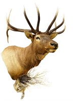 Bull Elk Taxidermy Shoulder Mount