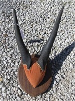 African Game Horns - Nayala Antelope