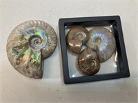 Ammonite shells