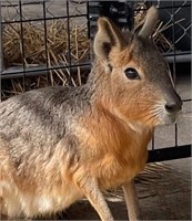 Trio of Patagonian Cavies