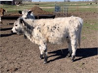 HighPark Heifer (Little Sancho Bloodlines)