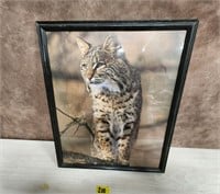 Framed Bobcat Picture
