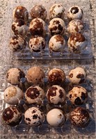 2-dozen Coturnix quail hatching eggs