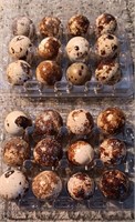 2-dozen Coturnix quail eating eggs.