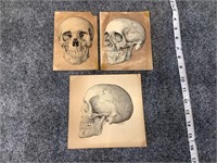 1909 E Morrison Skull Anatomy Prints