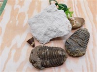 MIXED FOSSIL LOT ROCK STONE LAPIDARY SPECIMEN