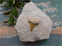 SHARK TOOTH IN MATRIX ROCK STONE LAPIDARY SPECIMEN