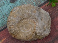 MOROCCAN FOSSIL ROCK STONE LAPIDARY SPECIMEN