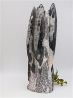 ORTHOCERAS STATUE ROCK STONE LAPIDARY SPECIMEN