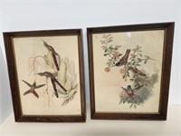 Bird Prints, framed, antique,