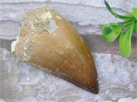 DINOSAUR TOOTH ROCK STONE LAPIDARY SPECIMEN