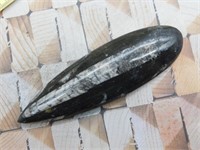 ORTHOCERAS ROCK STONE LAPIDARY SPECIMEN