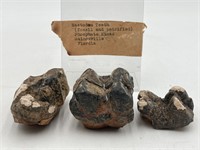 Fossilized & Petrified Mastodon Teeth