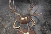 Two Set of Deer Antlers