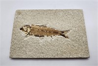 Fossil Fish from Wyoming