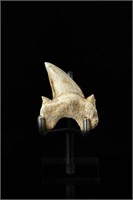 Shark tooth - L: 1.88", W:1.64"