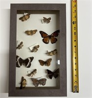 Boite vitrée avec papillons naturalisés