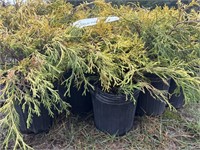 10 1gal pots of gold mop shrubs