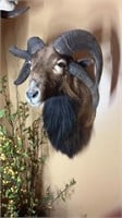 Mounted Cameroon Horned Sheep