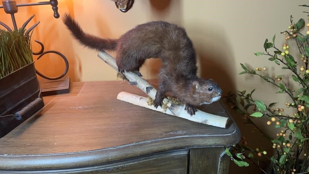 Mounted mink