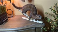 Mounted mink