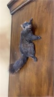 Mounted black squirrel