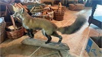 Mounted red fox