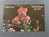 Vintage Iowa State Flower Postcard