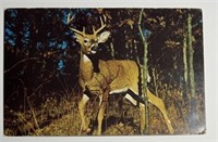 Vintage RPPC Postcard Wisconsin Deer Park!