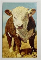Vintage RPPC Postcard I’m A Little Bull But I Can!