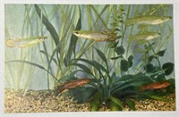 1932 John G. Shedd Aquarium Postcard PPC!
