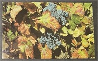 Vintage California Wine Grapes RPPC Postcard