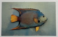 Vintage PPC Postcard Queen Angel Fish!