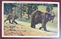 Vintage Postmarked Mother Bear And Cub RPPC