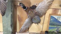 PHEASANT MOUNT AND OTHER MOUNT