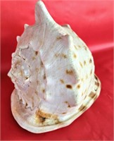 Conch Seashell W/ Damage