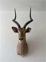 Impala Antelope Shoulder Mount