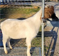 Boer Savanna yearling doe