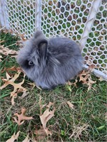 Pedigreed lionhead blue buck