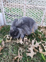 Pedigreed lionhead blue doe. Born 1/5/22.