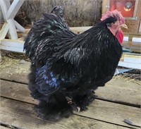 Large Fowl Black Cochin Rooster