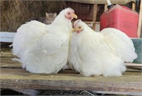 2-White Bantam Cochin Hens