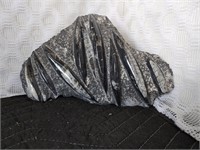 Ammonite &Orthoceras Fossil Plate 12-1/2" Polished